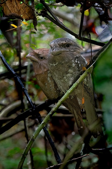 Inside the Salim Ali Bird Sanctuary