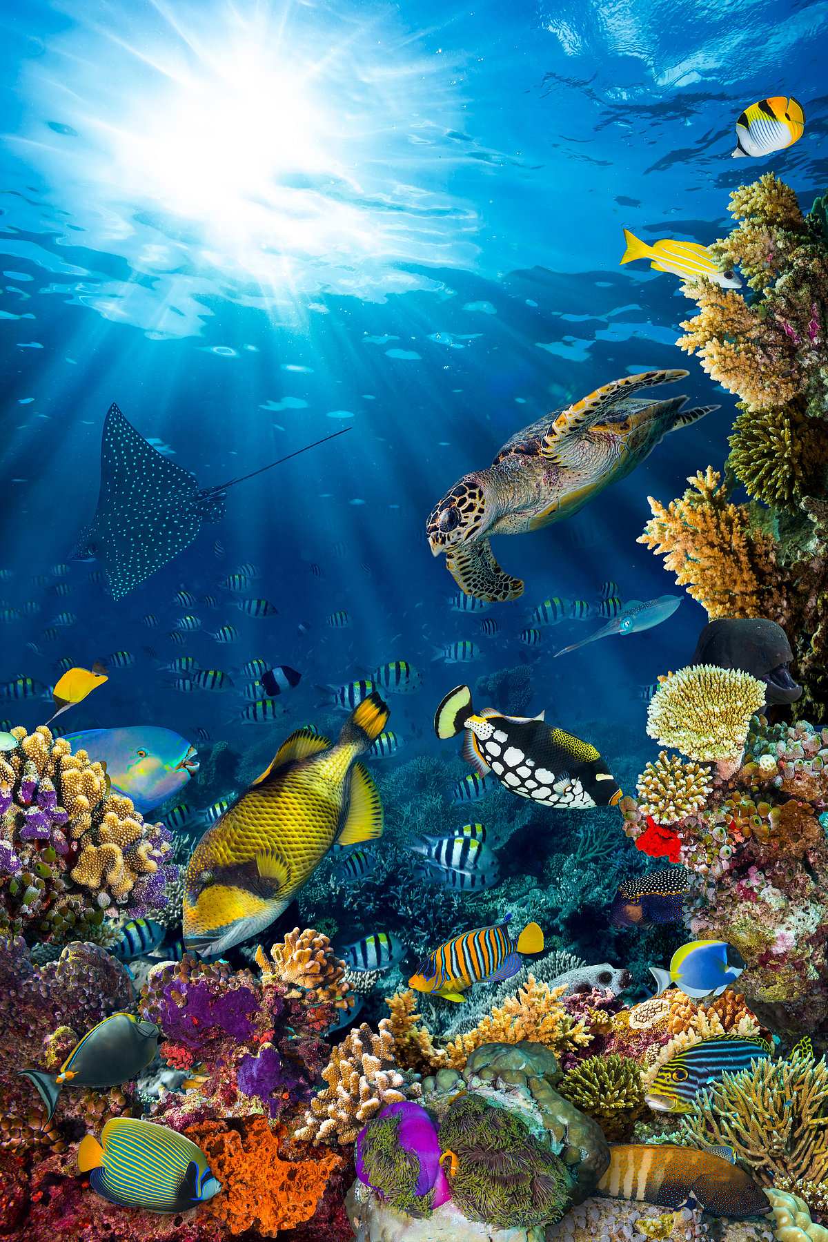 Shutterstock : Beautiful underwater coral reef landscape