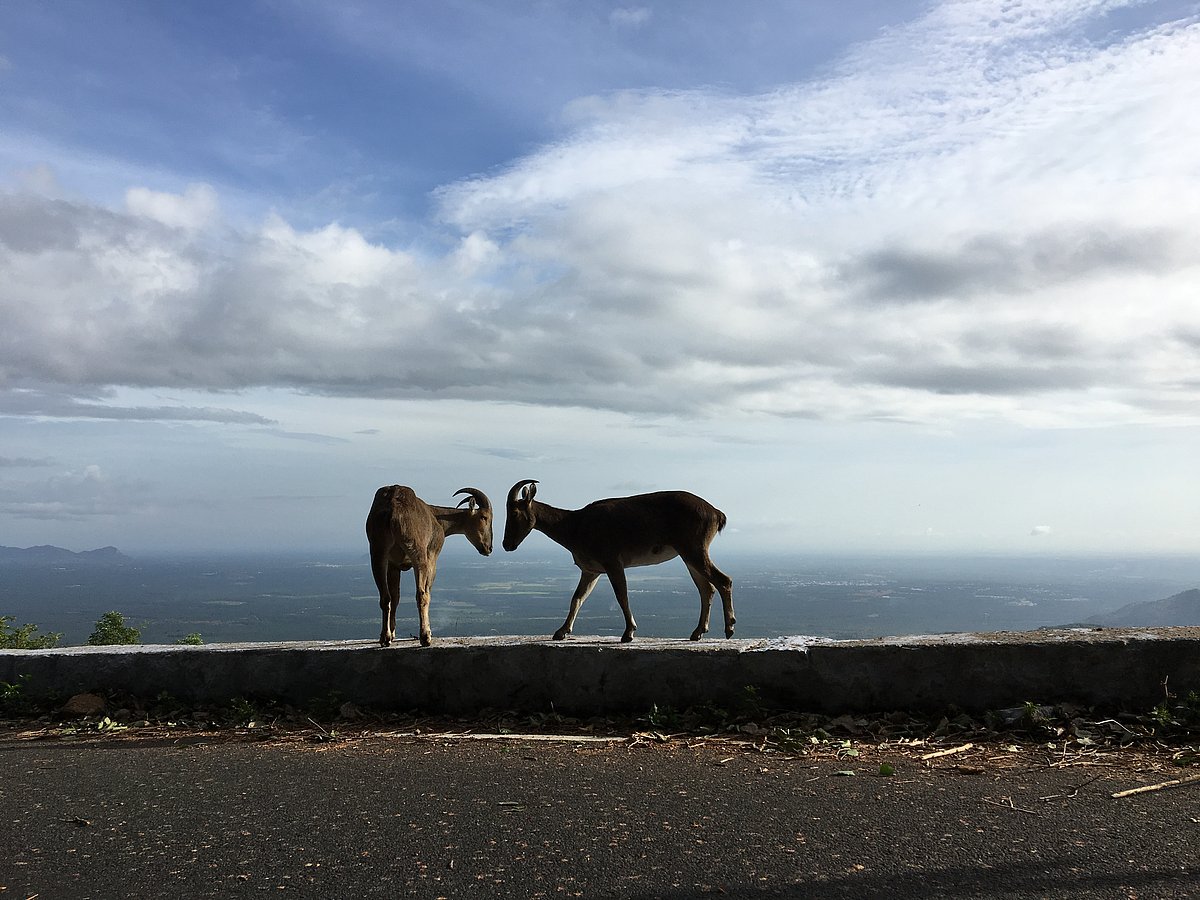 The Nilgiri tahrs habitat is in the Valparai region