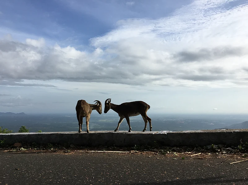 The Nilgiri tahrs habitat is in the Valparai region