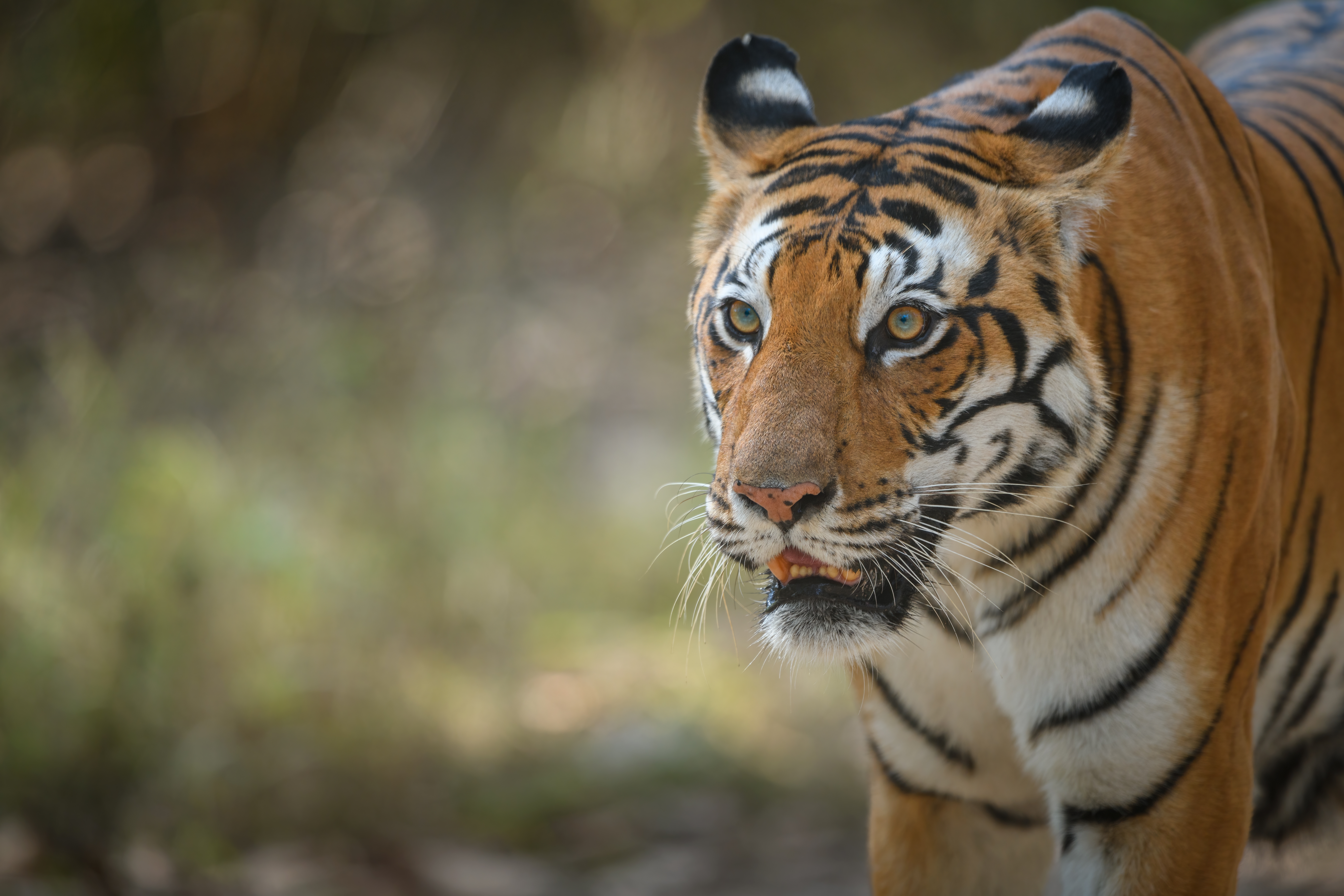 Portrait of a tigress at the Kanha National Park, Madhya Pradesh - Shutterstock