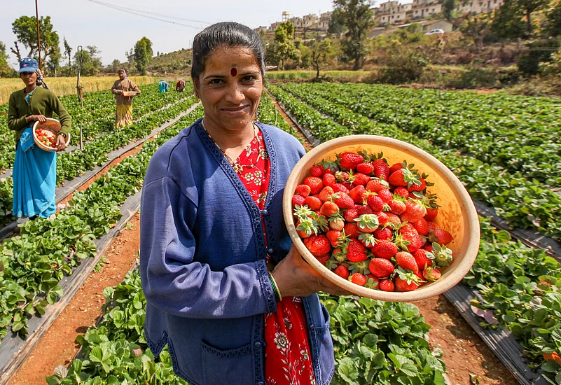 A strawberry farm in Mahabaleshwar
