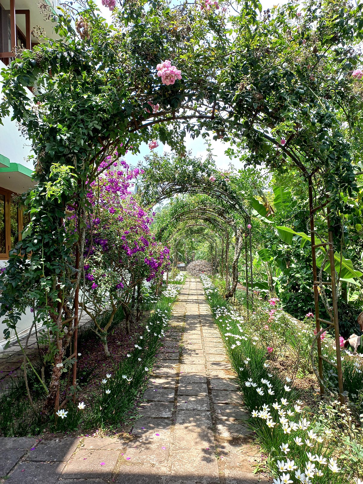 An arch formed by plants in the garden