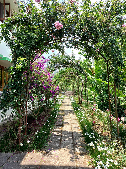 An arch formed by plants in the garden