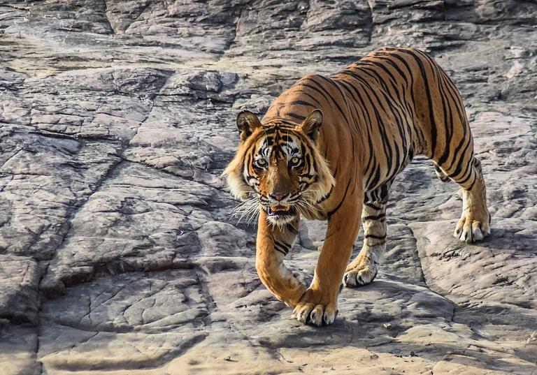 Sultan is a male tiger from Ranthambhore National Park known for his aggressive behaviour
- Shutterstock