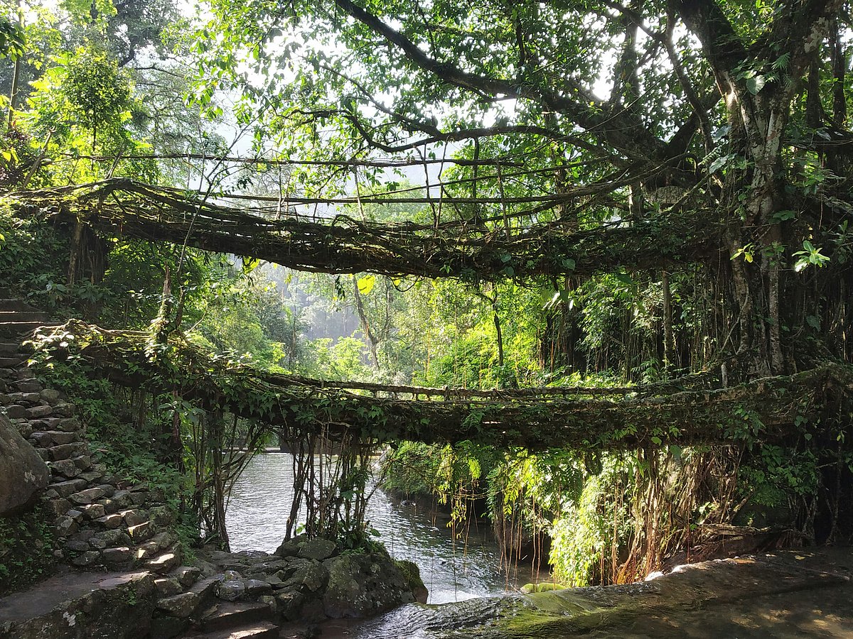 Root bridge, Meghalaya