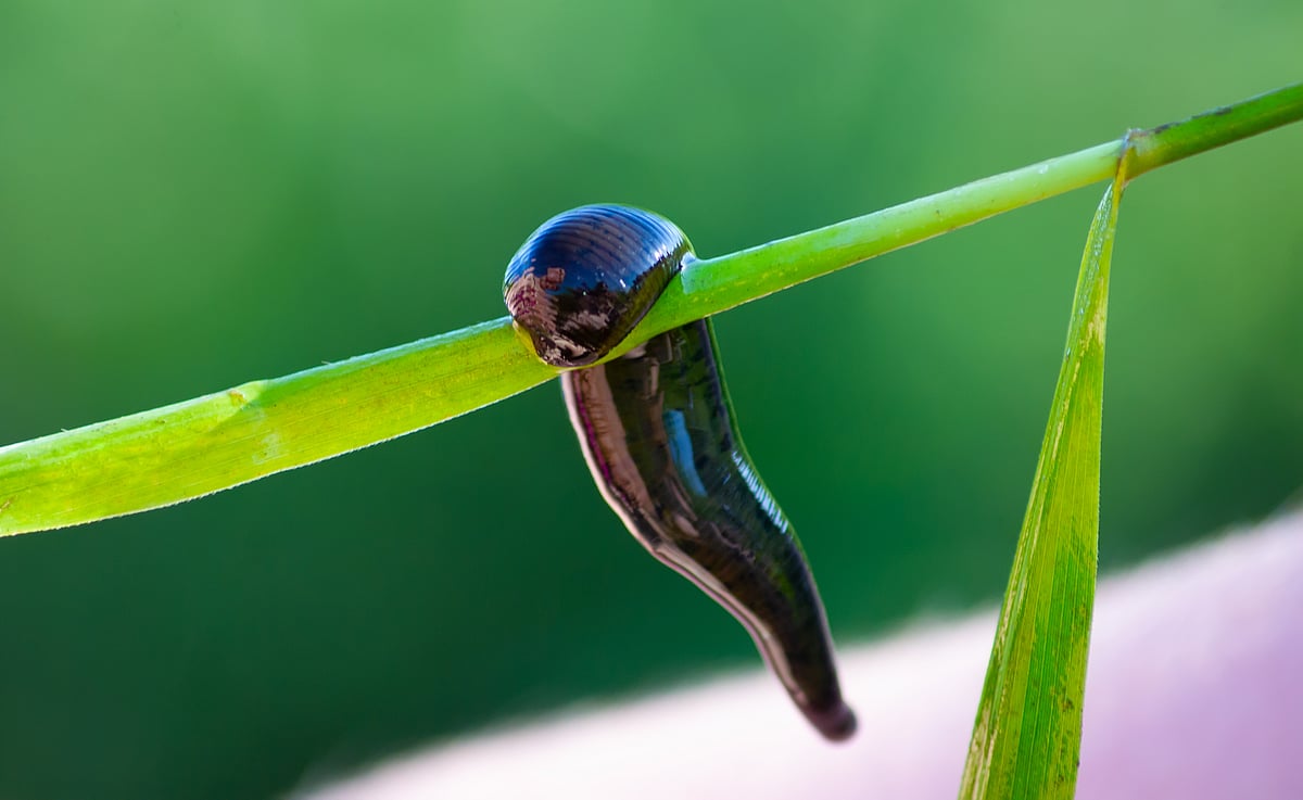 A leech hangs out on a plant