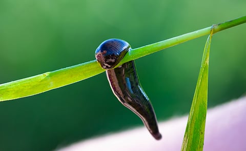 A leech hangs out on a plant