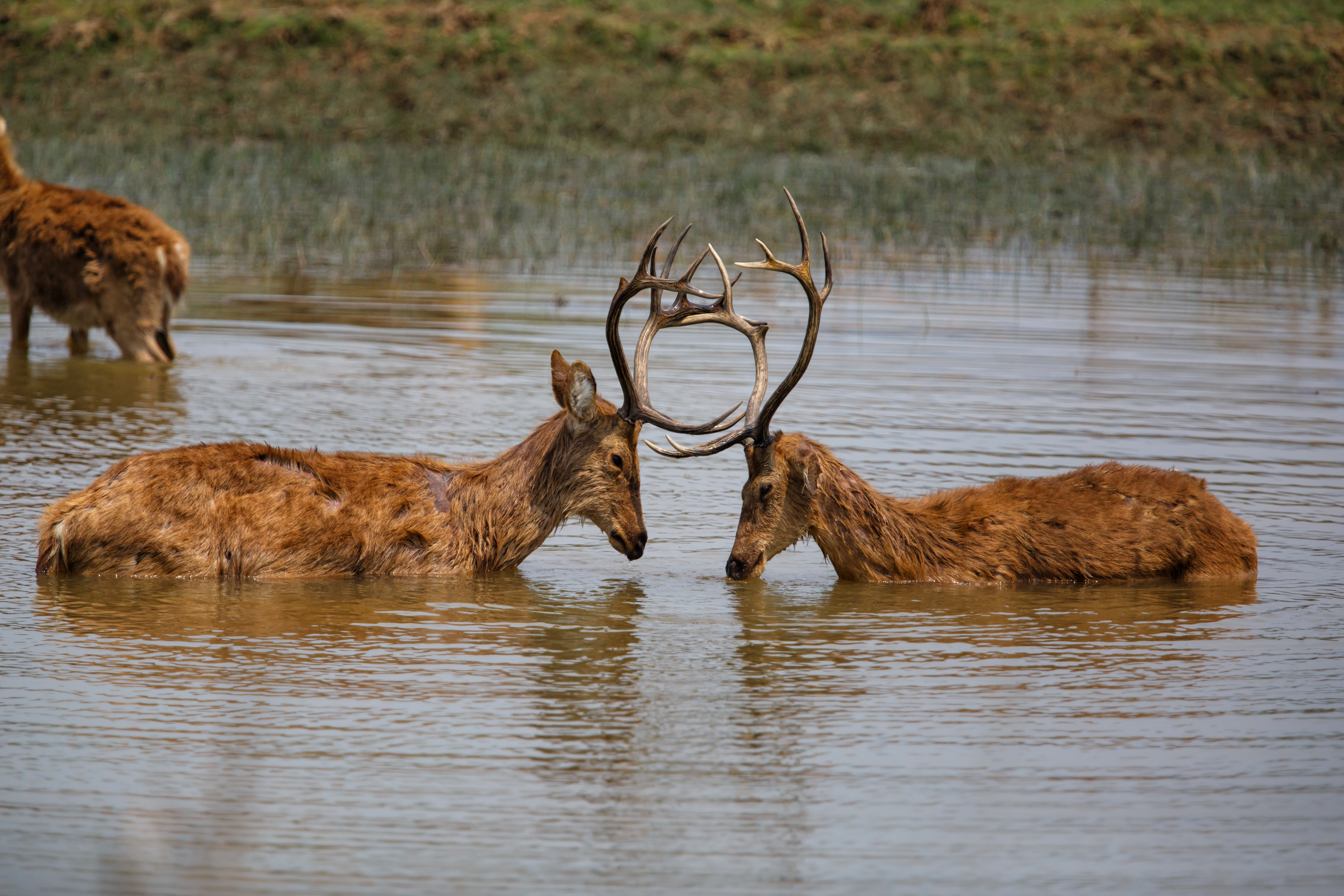 Two barasingha deer fight in the Kanha Tiger Reserve