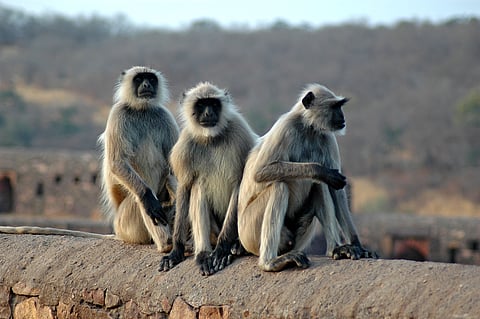 A family of langurs