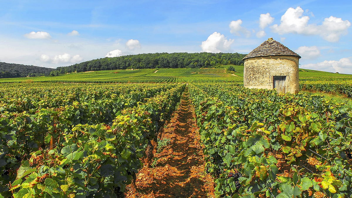 Explore vineyards of Burgundy