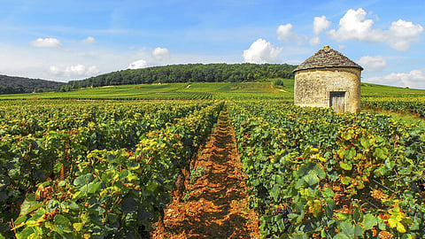 Explore vineyards of Burgundy