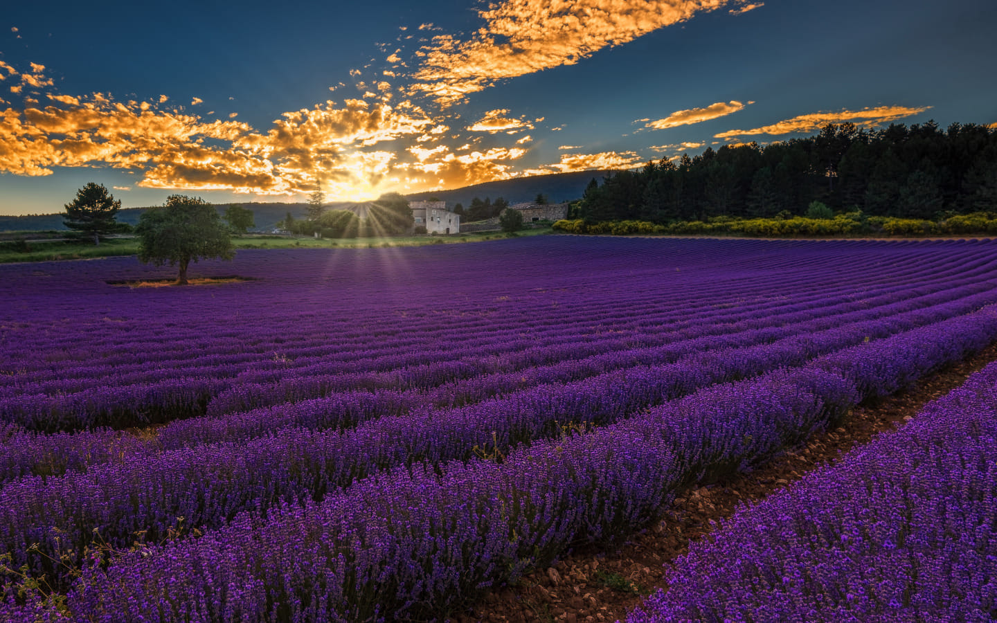 Lavender field in Provence