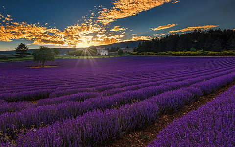 Lavender field in Provence
