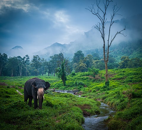 Valparai range of the Western Ghats