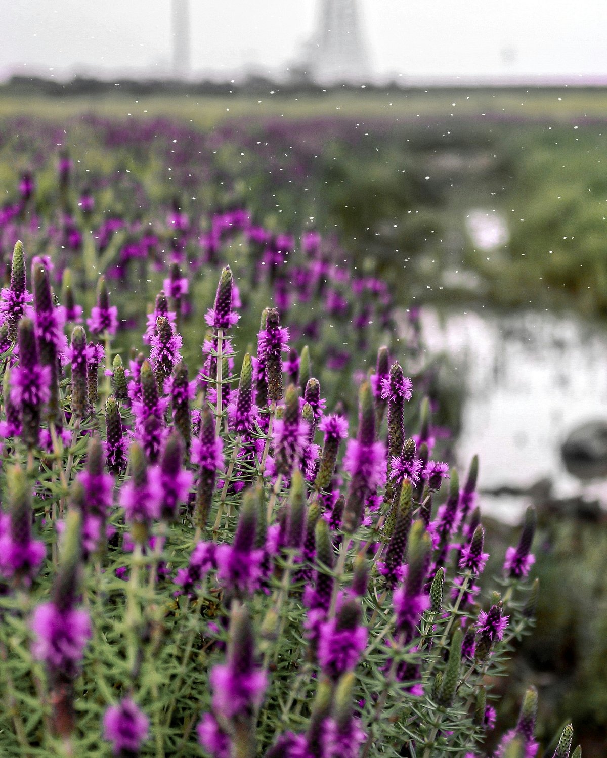 Kaas Plateau of Maharashtra
