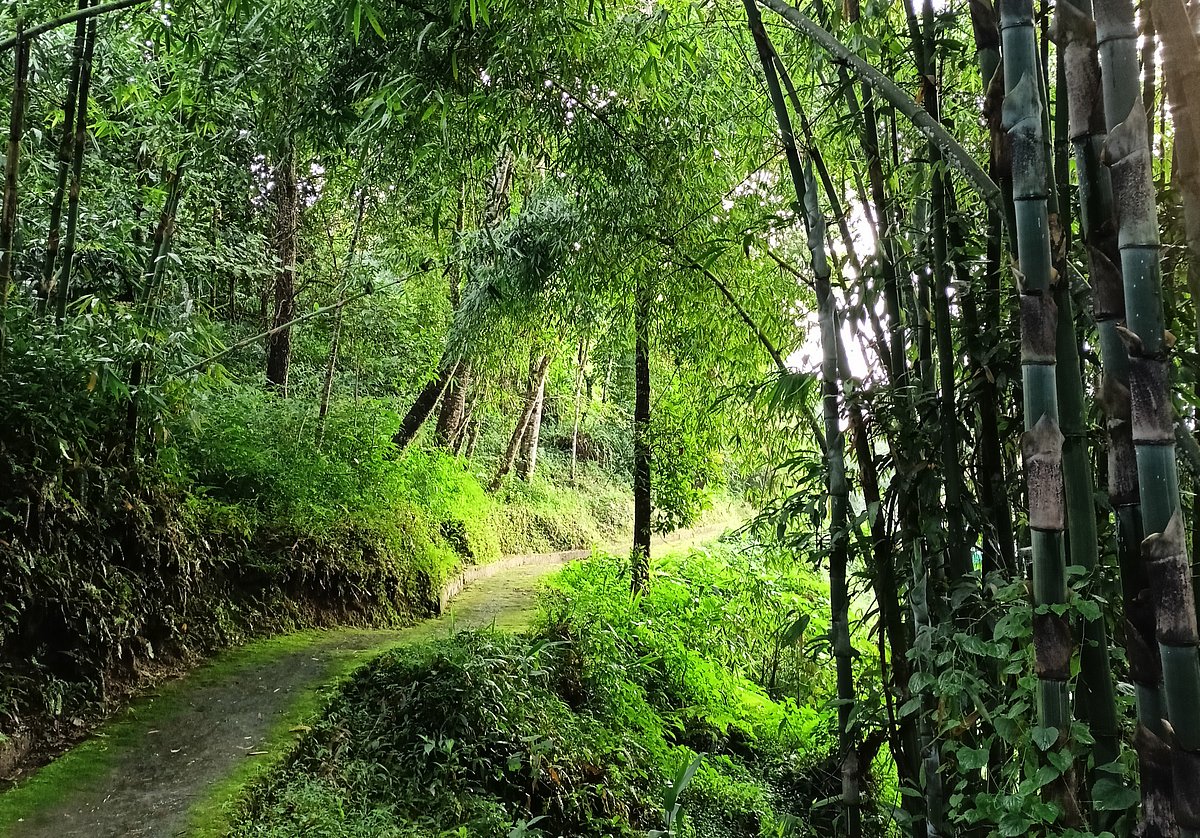 A hiking trail near the homestay
