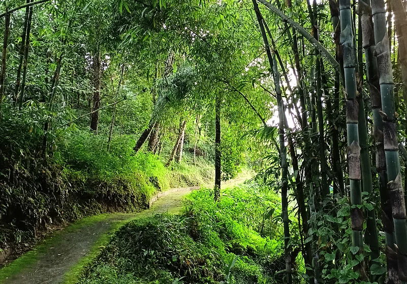 A hiking trail near the homestay