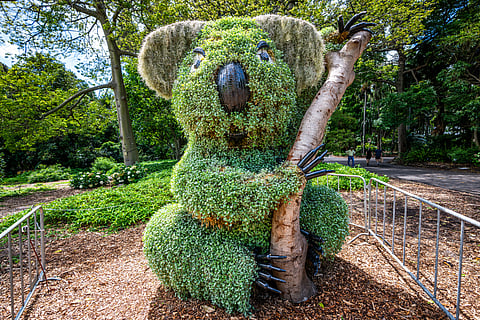 A koala-shaped bush at the Royal Botanic Garden