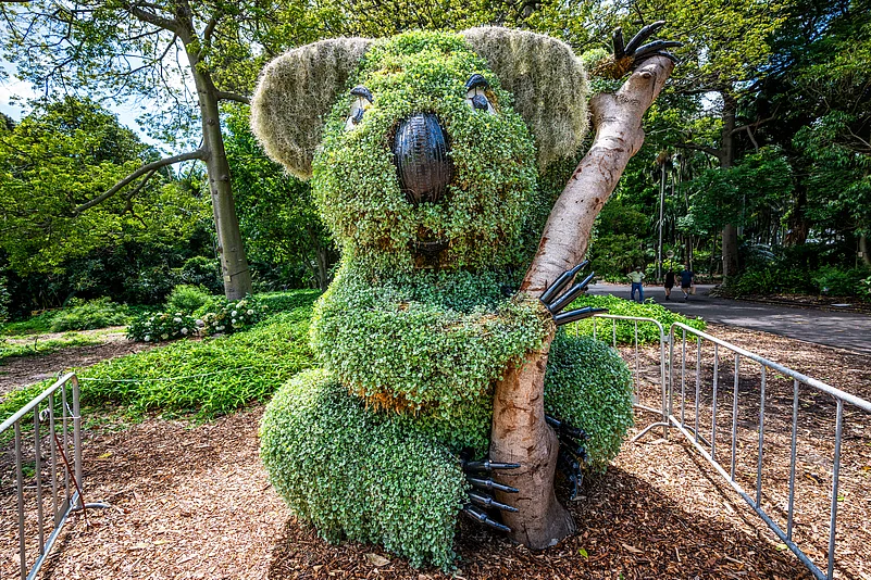 A koala-shaped bush at the Royal Botanic Garden