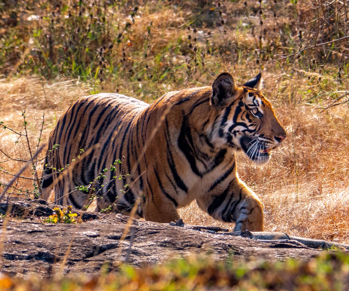 Once surrounded by the dense jungle greenery, keep your senses sharp as a tiger may lurk mere steps away