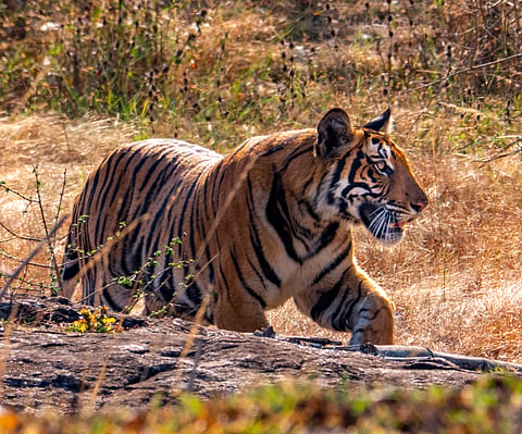 Once surrounded by the dense jungle greenery, keep your senses sharp as a tiger may lurk mere steps away