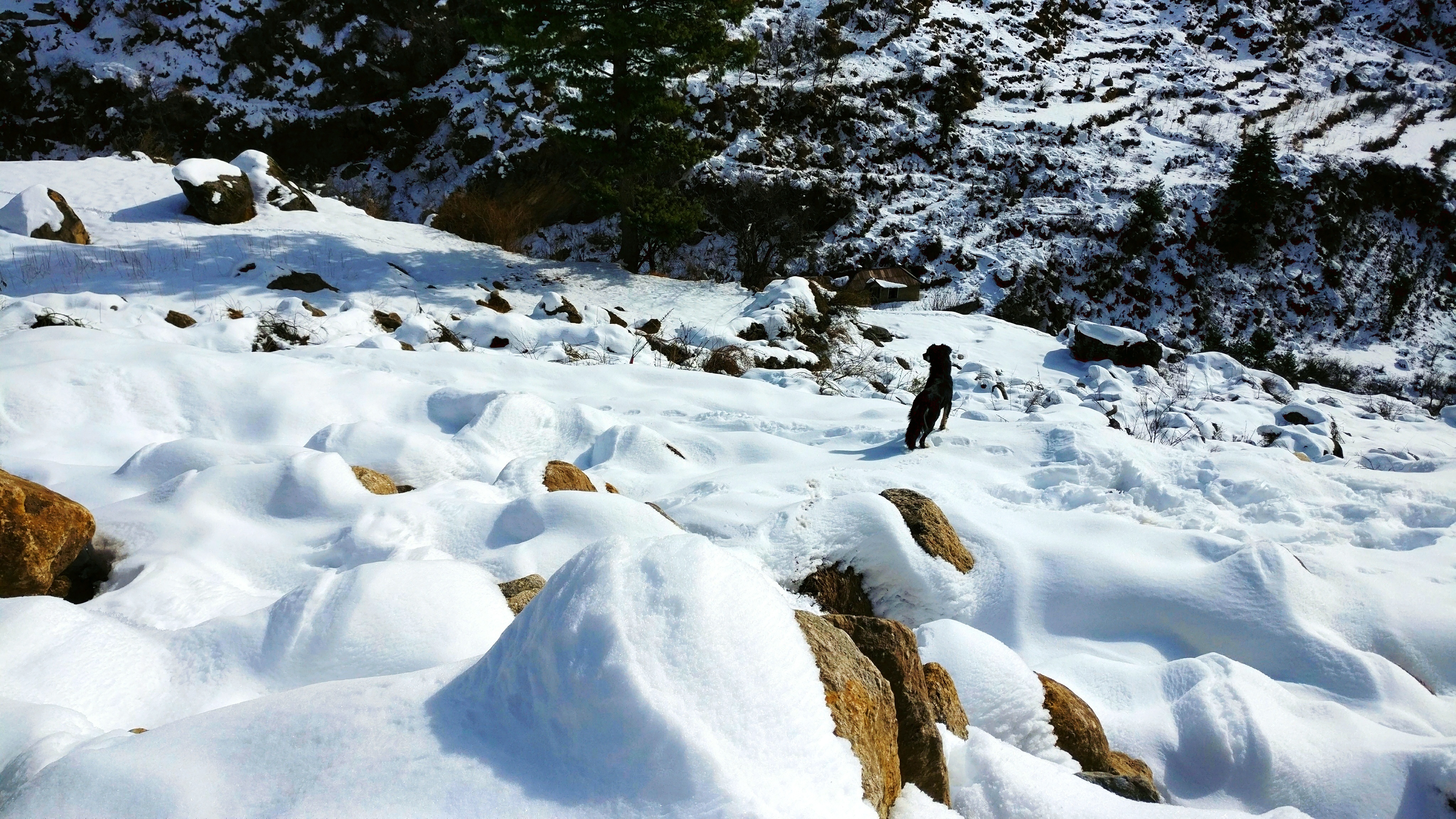 Himalayan Trek From Tosh to Kasol