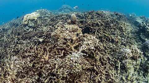 Corals turn white during a bleaching event