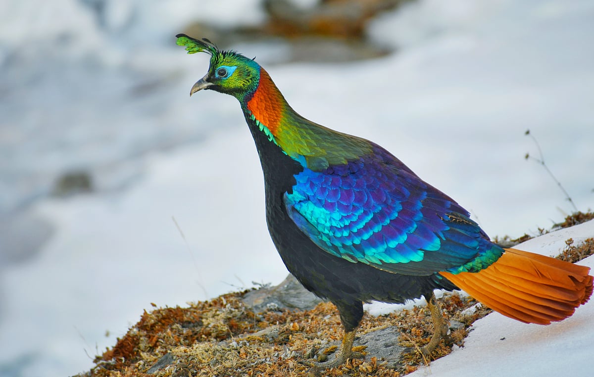 A bright Himalayan monal in her habitat