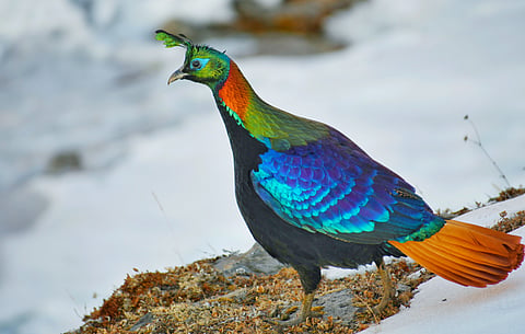 A bright Himalayan monal in her habitat