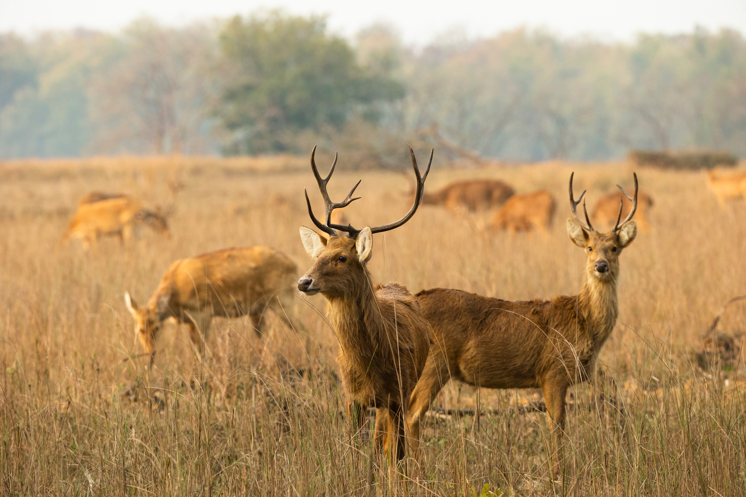 Barasinghas at Kanha National Park