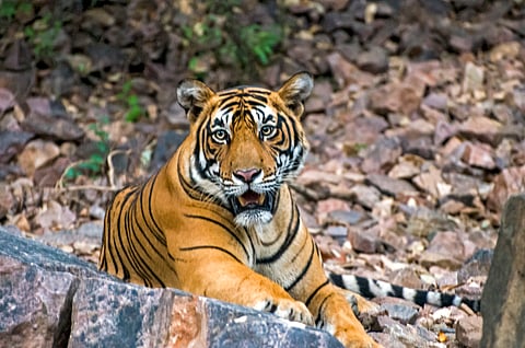 10-foot-long, Sultan weighs close to 200 kg