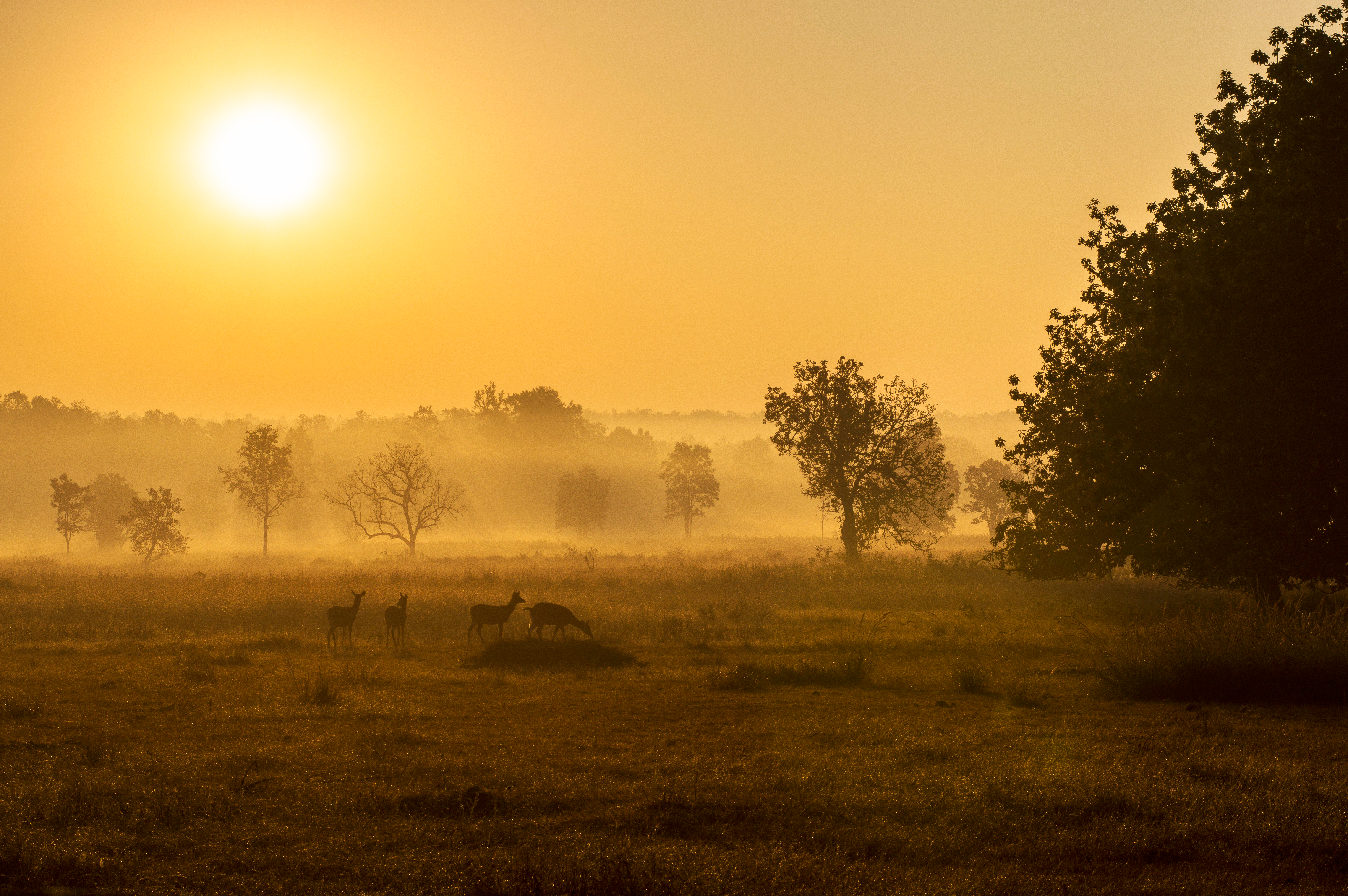 Sunrise at Kanha National Park