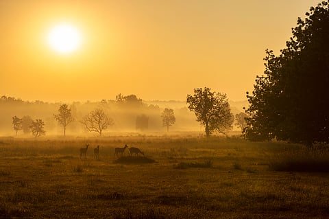 Sunrise at Kanha National Park