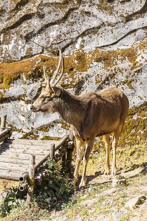 A look at the Sambar deer