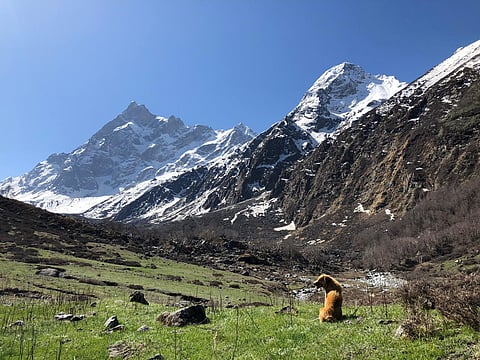 Dogs will be your loyal companions throughout the trek.