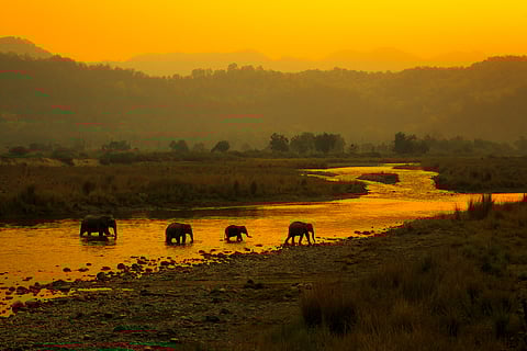 Elephants crossing a river in Corbett 