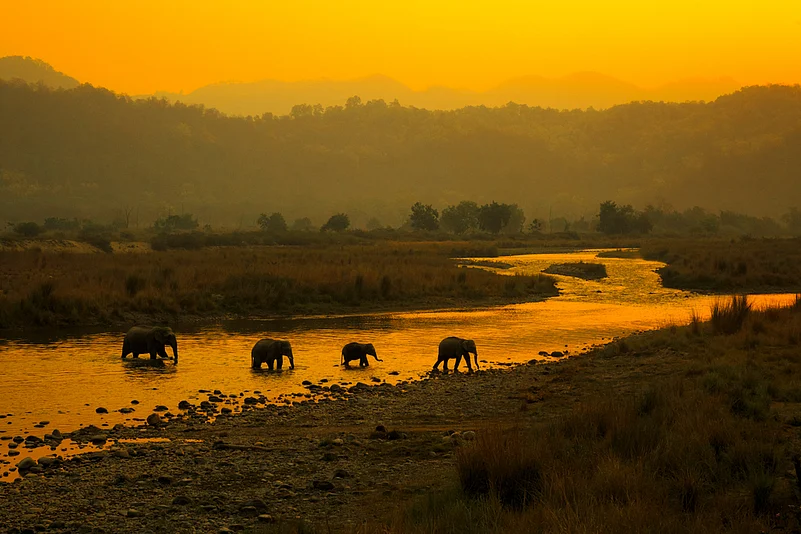 Elephants crossing a river in Corbett