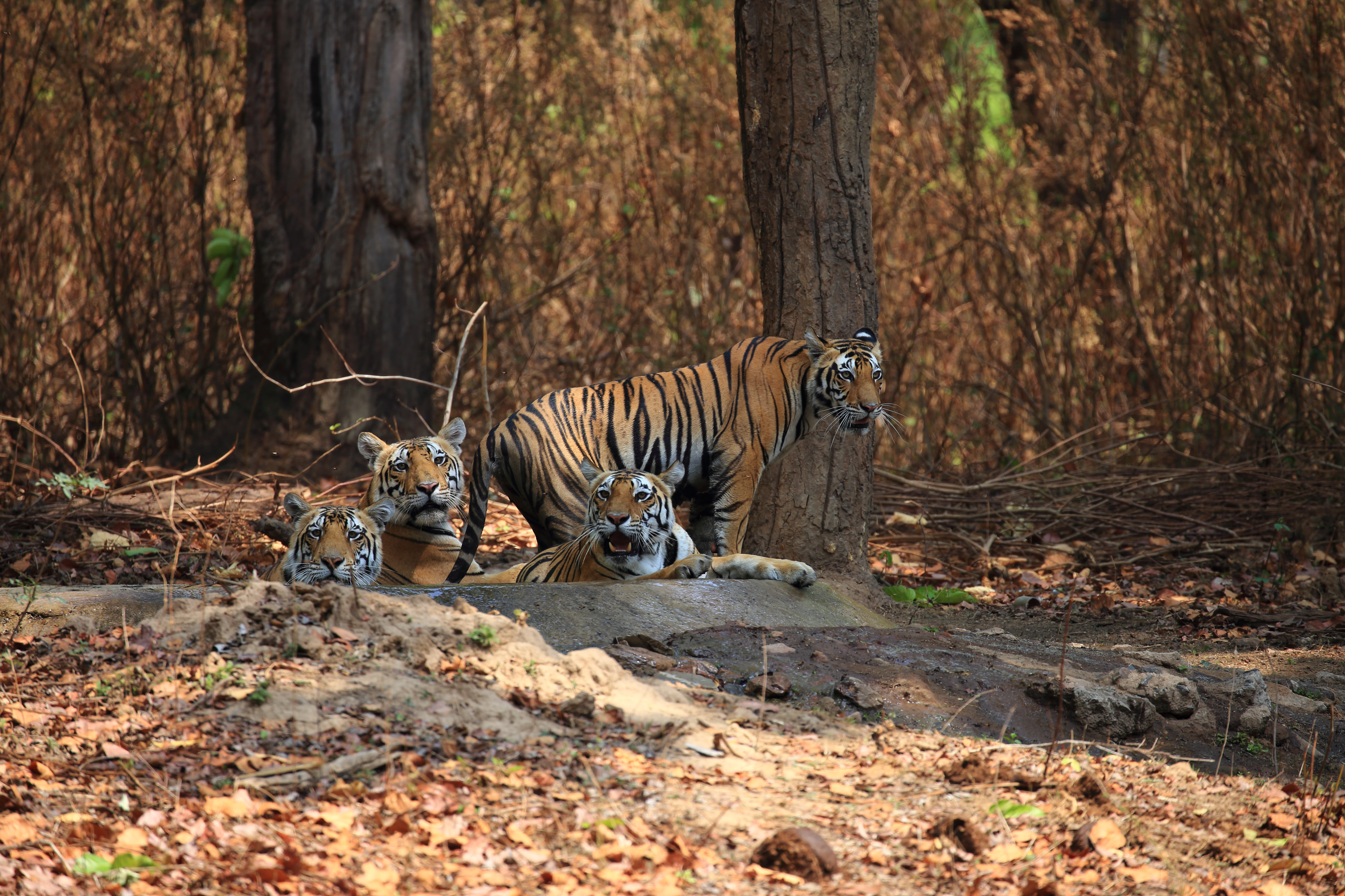 Tigress Neelam with her cubs