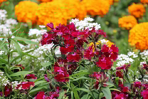 Flowers at the Ooty Flower Festival