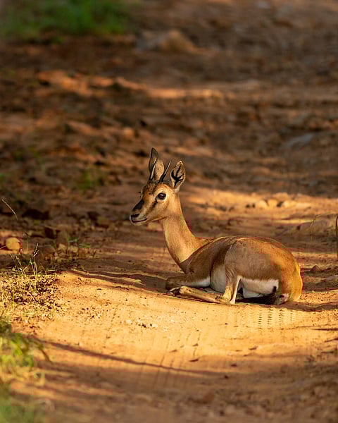 Chinkara