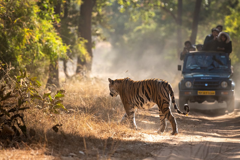 A Bengal Tiger on a stroll in the park