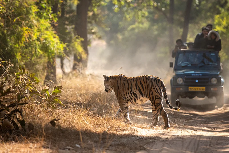 A Bengal Tiger on a stroll in the park