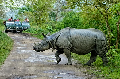 Shutterstock : Rhino crossing the road at Kaziranga National Park