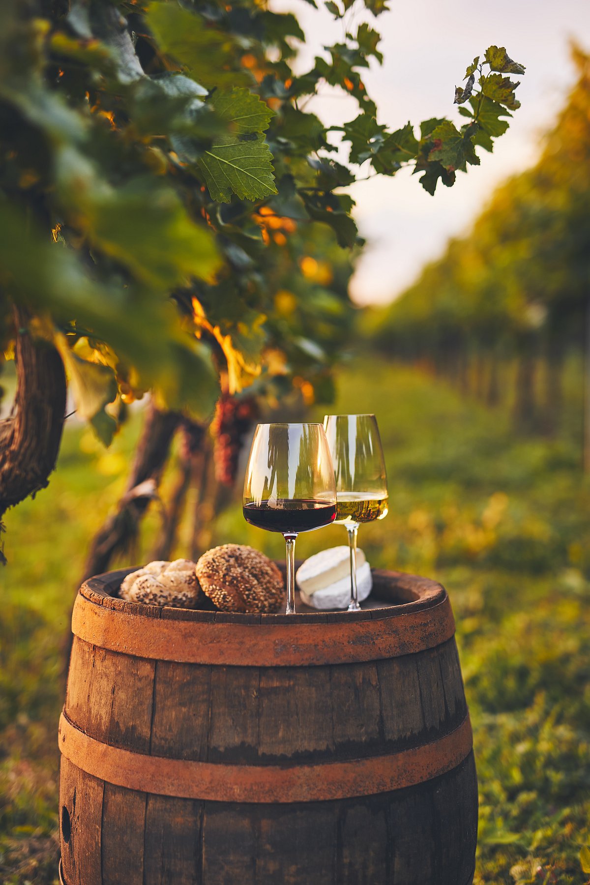 Shutterstock : Two glasses of wine kept on a wooden barrel in a vineyard in Italy