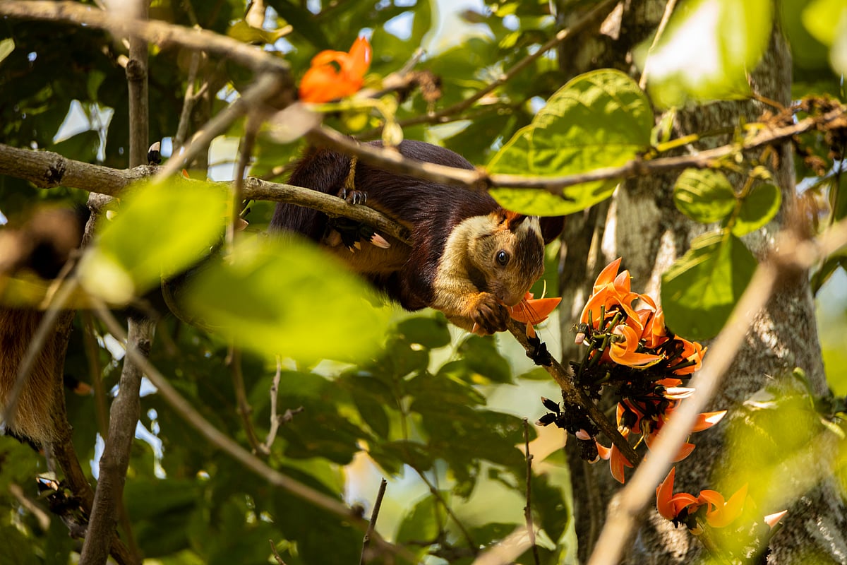 The Indian giant squirrel or Malabar giant squirrel