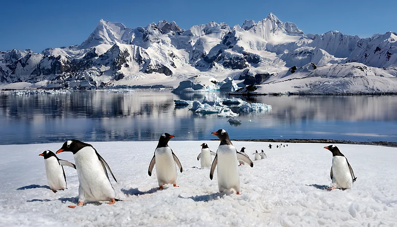 Gentoo penguins on Danco Island