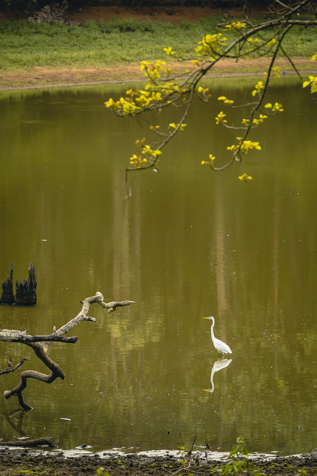An egret in Nagarhole National Park