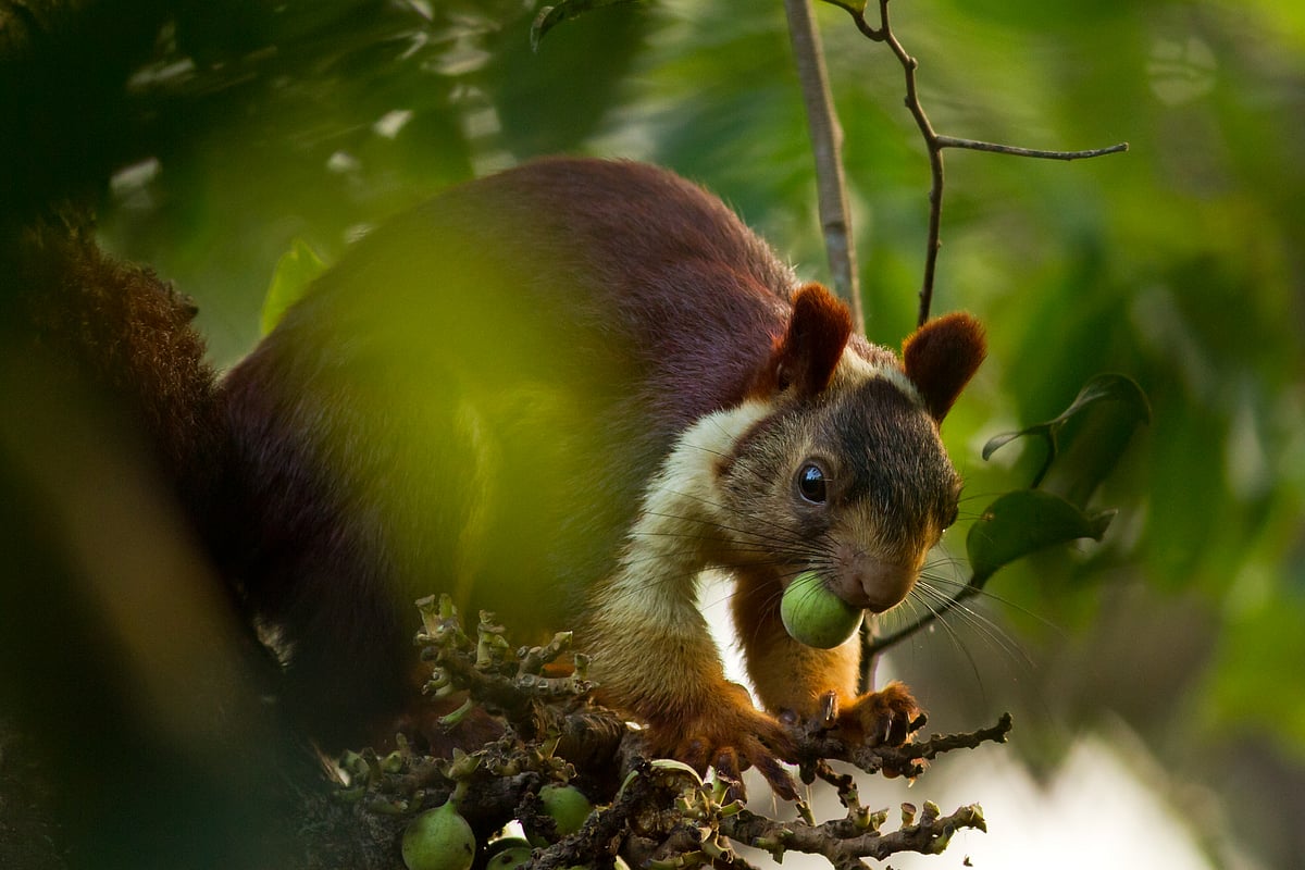 An Indian Giant Squirrel at the resort premises