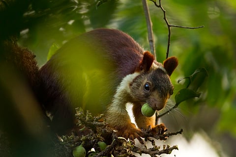 An Indian Giant Squirrel at the resort premises